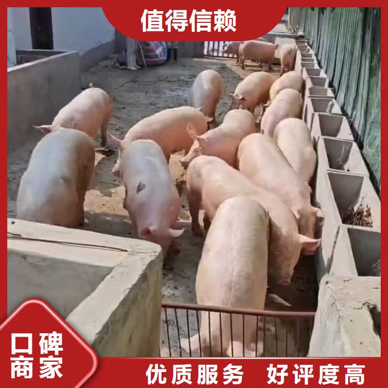 滨湖到猪牛羊运输空调车透明