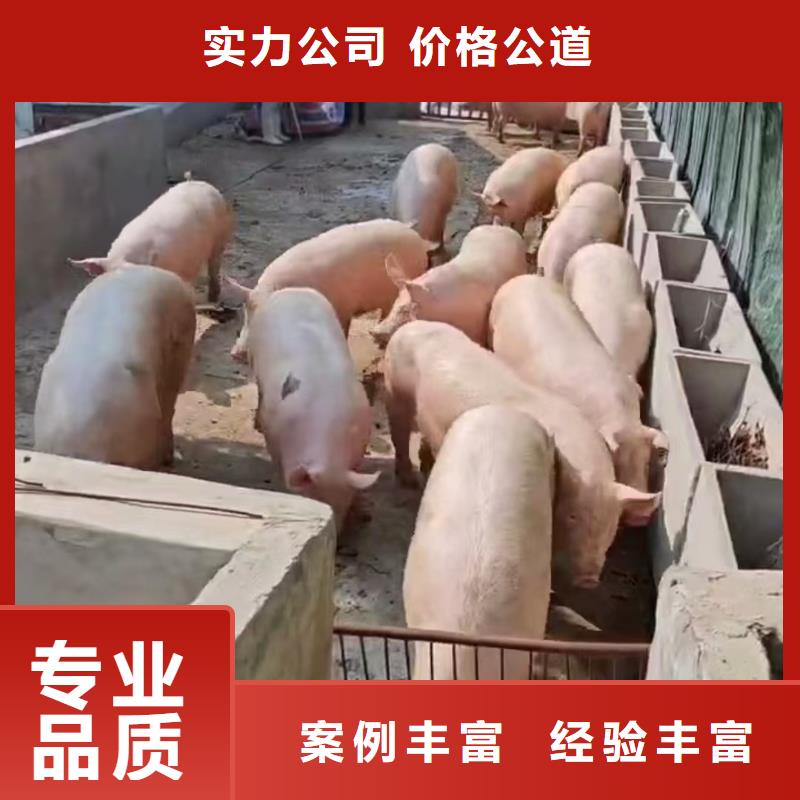 邗江到肥猪运输恒温车售后保障