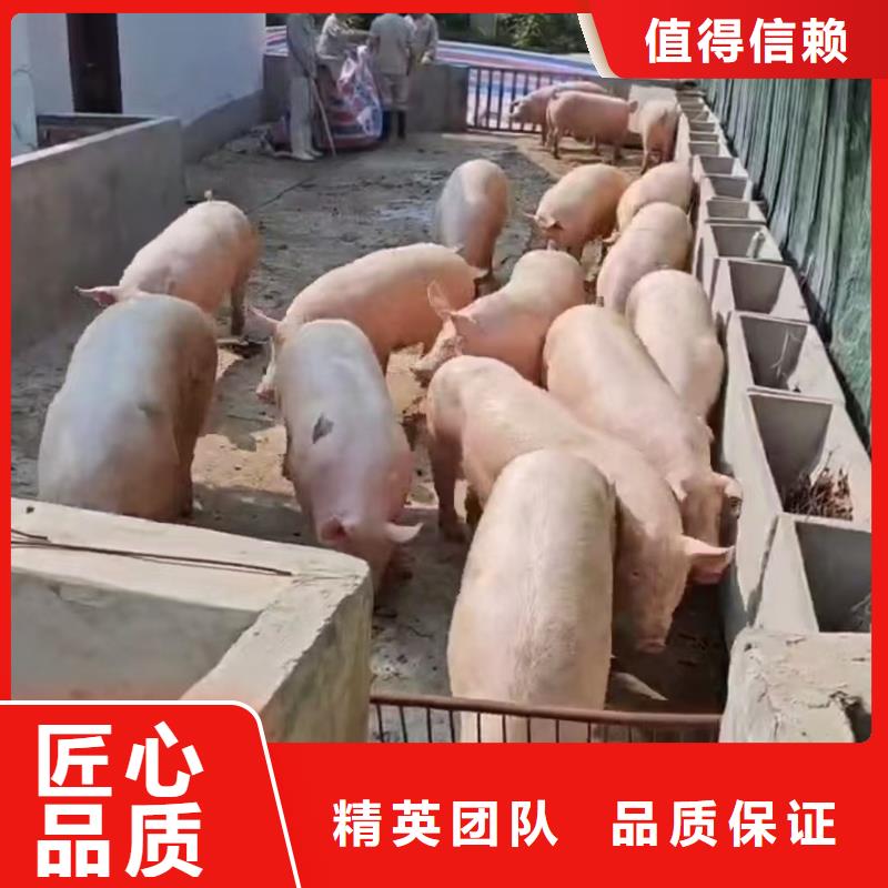宿迁到仔猪运输恒温车整车运输