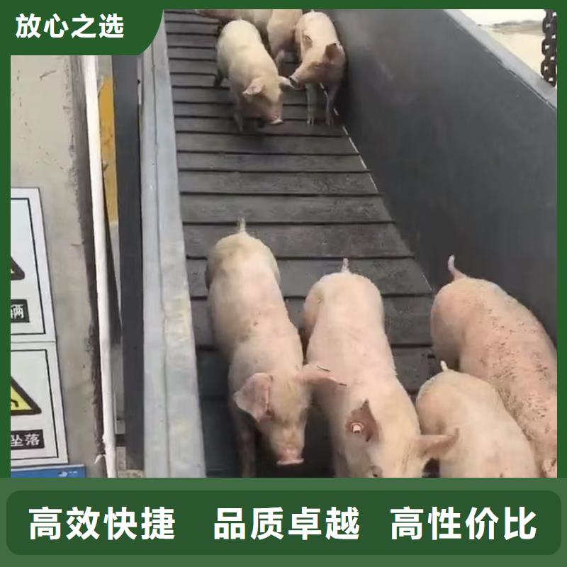 威海到生猪运输空调车经验丰富