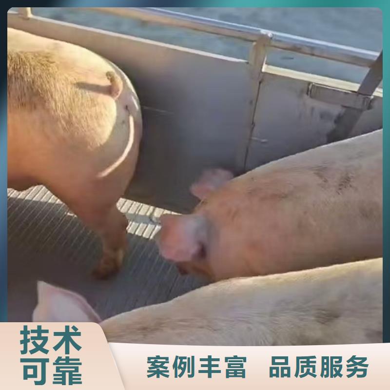 三门峡至仔猪运输恒温车多年经验