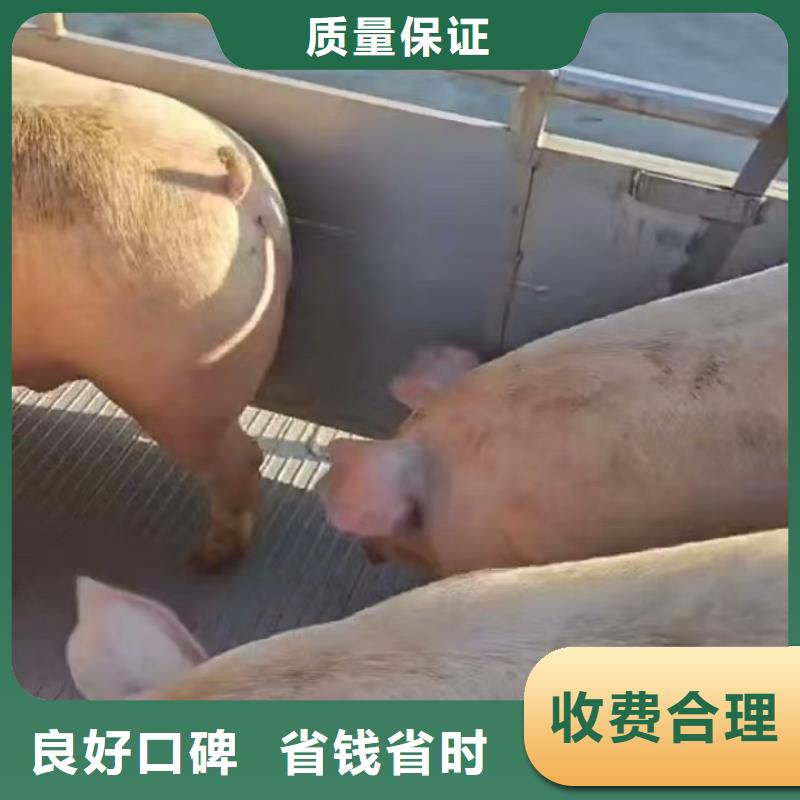威海至畜禽物流快速