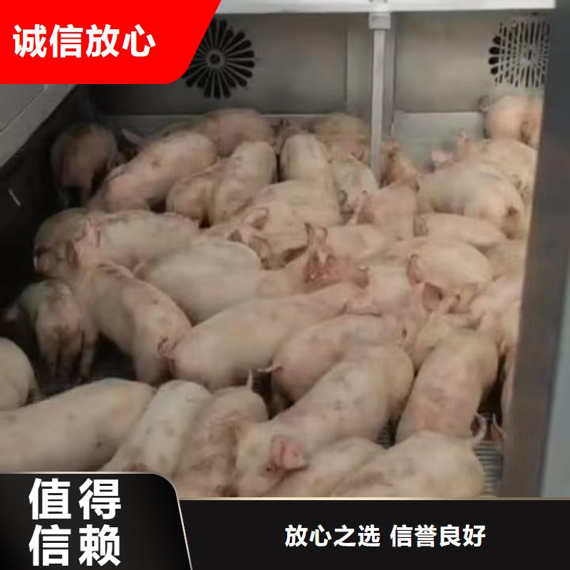 宿迁泗阳到猪运输严格规范