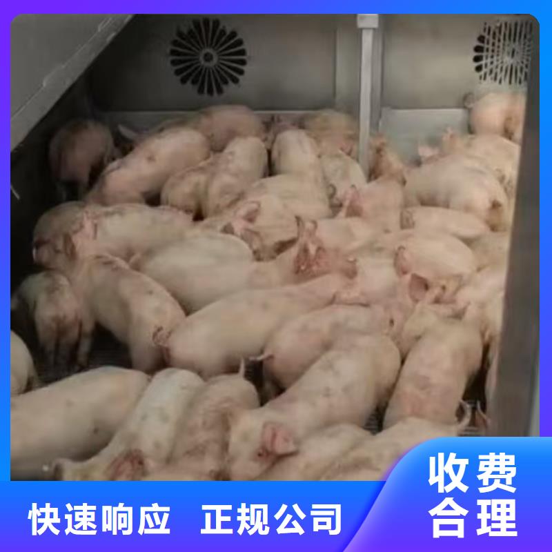 浙江到猪牛羊运输体系完善